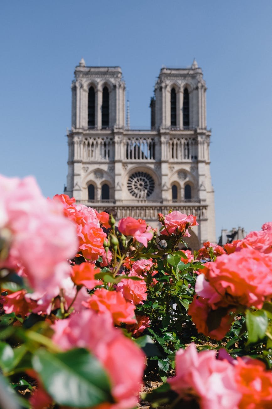 flowers beside building