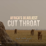 أشرس كائنات أفريقيا: منافسة شرسة | ناشونال جيوغرافيك أبوظبي