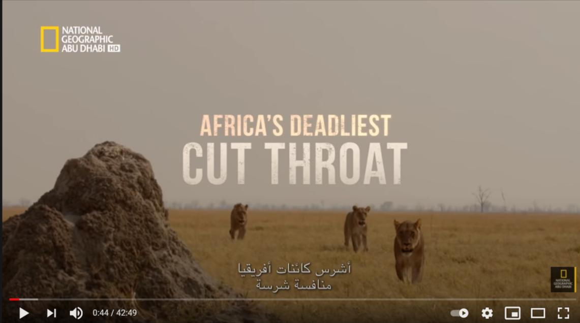 أشرس كائنات أفريقيا وافضل فيديو على الاطلاق لناشونال جيوغرافيك