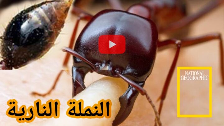 فيديو ناشونال جيوغرافيك، هل سمعت بالنملة النارية؟ ذات السم الحارق؟ كل مستعمرة قد تحوي على 40 مليون حشرة!