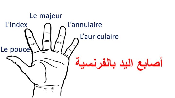 فيديو | تعلم الفرنسية–أسماء أصابع اليد بالفرنسية