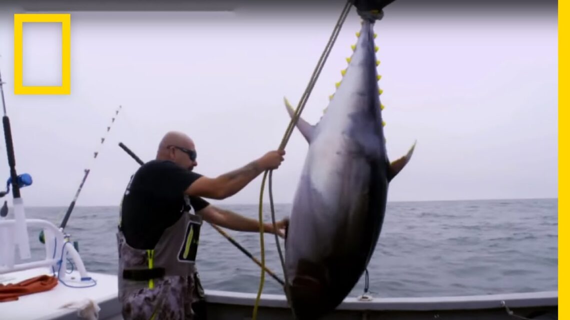 سمكة التونة العنيدة:خلاف صيد السمك | ناشونال جيوغرافيك أبوظبي