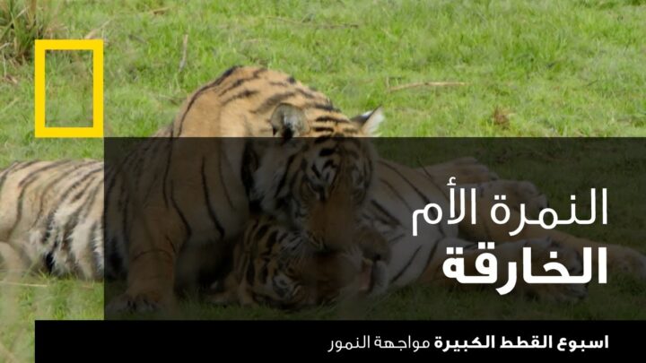 اسبوع القطط الكبيرة: مواجهة النمور | ناشونال جيوغرافيك أبوظبي