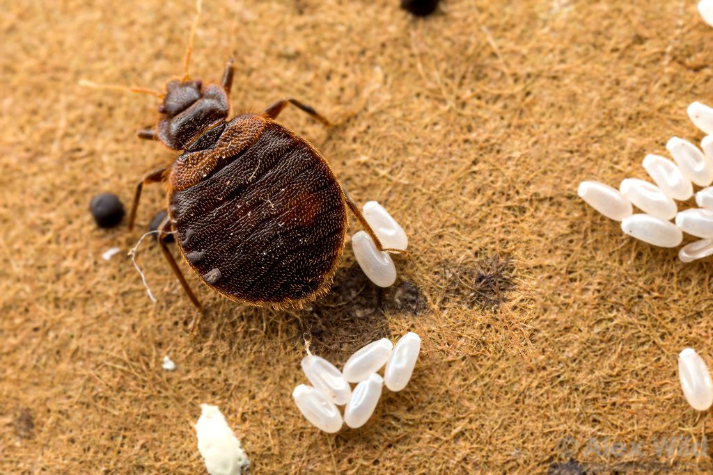 طرق التخلص من حشرة الكتان” البق” طبيعياً إلى الأبد بدون مواد كيميائية