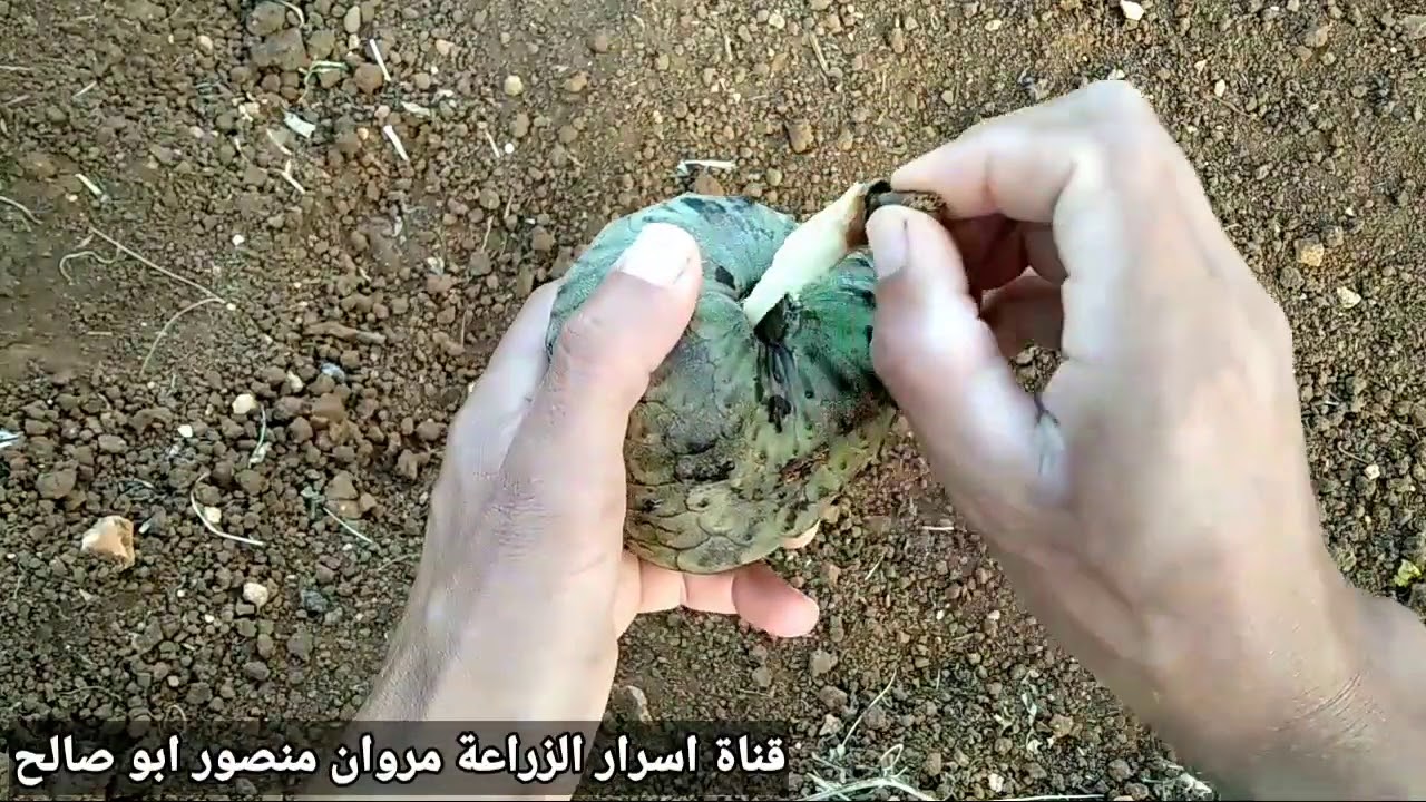 زراعة القشطة