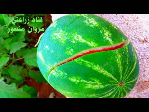 سر نجاح زراعة البطيخ ziraeat aljabis 'aw albatikh al'ahmar