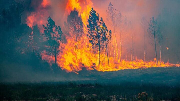 وسط استمرار عمليات الإجلاء.. حرائق الغابات تستعر في فرنسا