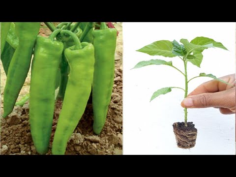 طريقة زراعة الفلفل الاحمر Cultivation of red pepper