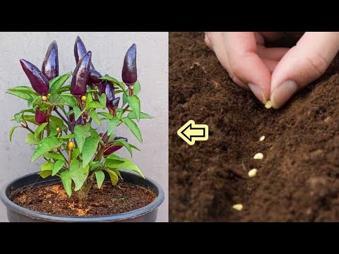 اسهل طريقة لزراعة الفلفل الأحمر 🌶️ ziraeat alfilfil Cultivation of pepper