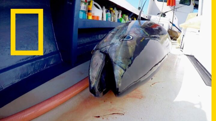 سمكة التونة العنيدة: سمكة الربح | ناشونال جيوغرافيك أبوظبي