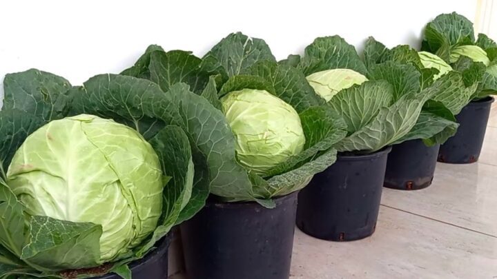 افضل طريقة لزراعة الملفوف cabbage cultivation ziraeatualmalfuf