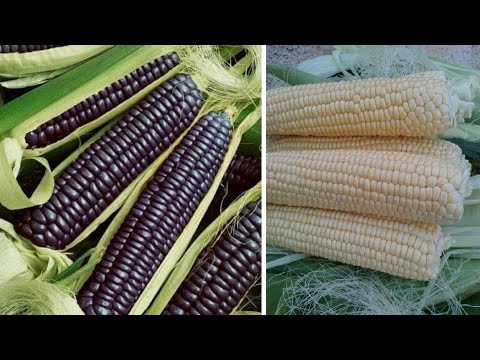 افضل طريقة لزراعة الذرة الصفراء 🌽 Cultivation of yellow corn