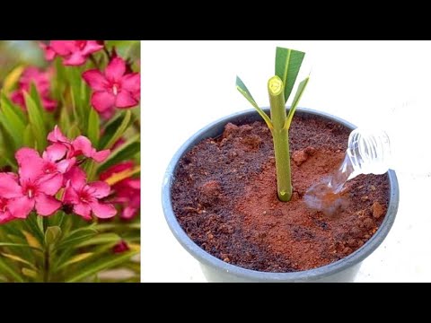 هل تعلم كيف تتم زراعة اقلام الدفله Cultivation of oleander pens