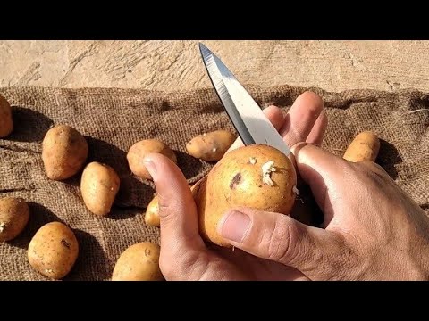 زراعة البطاطا Potato cultivation