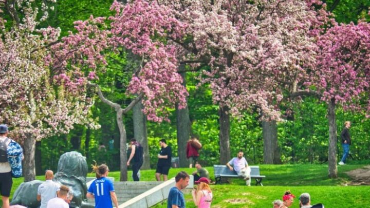 تصنيف هذه المواقع المذهلة في مونتريال من بين الأفضل في كندا لمشاهدة أزهار الكرز