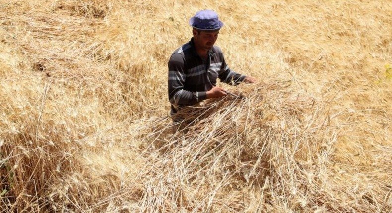 بسبب الجفاف وارتفاع التكاليف.. تراجع كبير في زراعة القمح والشعير باللاذقية
